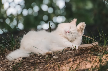 起司猫表情 就是两只猫咪一起被洗了