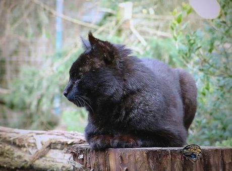 漆亚灵虎虎：一只神秘的猫科动物